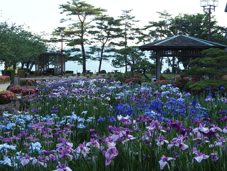 2021.05.25 大村公園 菖蒲P5232413
