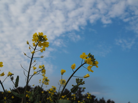 �������⸶�κڤβ�P3151483