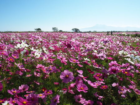 26-´³Î¦ÃÏ¥Õ¥é¥ï¡¼¥¾¡¼¥ó£Ê£Ò¥¦¥©¡¼¥¥ó¥°¡¡´ÒÁá»Ô¹âÍèÄ®PA251838