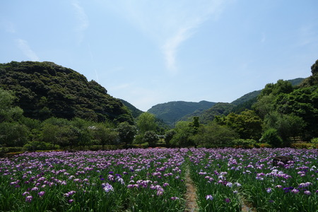 10-佐々町 花菖蒲まつりDSC07483