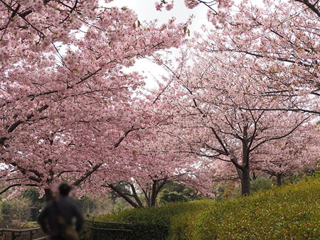 ����������β��ź�_1771759969