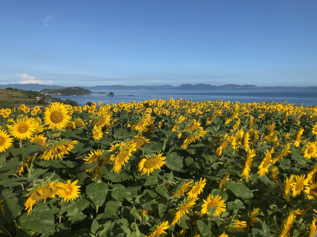 夏の朝活！山と海と温泉とひまわりと蓮の花（雲仙市他） : 長崎＠諫早