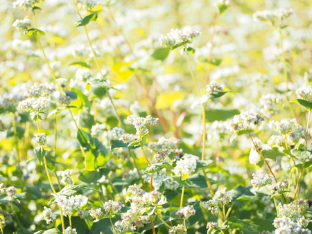 ����Թ���Į�������β�PB161483