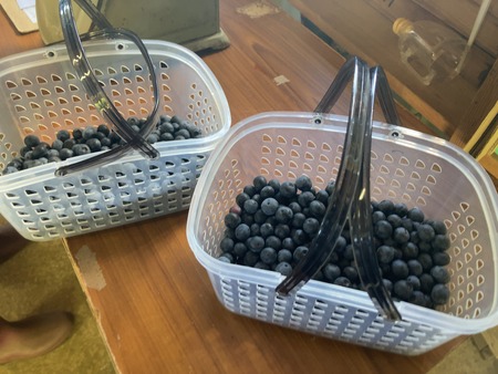 2025.08.14������ԡ����ӥ֥롼�٥꡼��IMG_8871