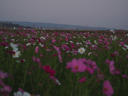 2022.10.15 ëÝÁá»Ô¹âÍè¡¡´³Î¦ÃÏ¥Õ¥é¥ï¡¼¥¾¡¼¥óPA151410