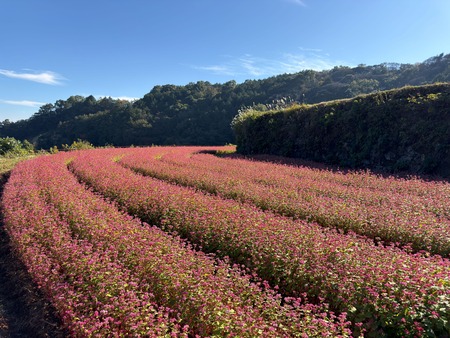 ����Ծ�Ĺ��Į�ĸ����ֶ����β�IMG_3592