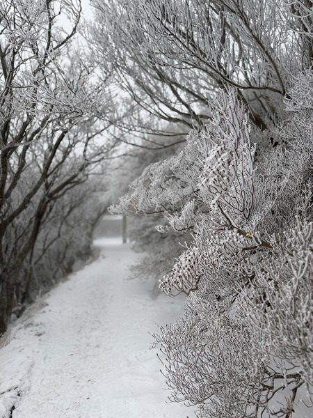 雲仙仁田峠の霧氷IMG_3961