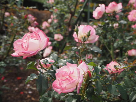 2021.11.14 �����ݻԡ��彽����ư��ʪ�ࡡ�������PB136172