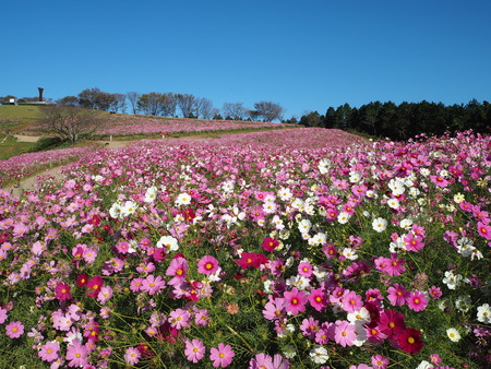 6-3-5-諫早市 白木峰高原コスモスPA150353