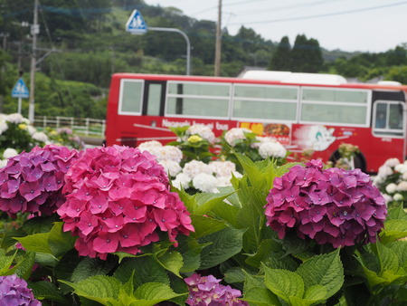 2023.06.10������Կ���Į���ä��������ࡡ���Ĥ�����P1019874