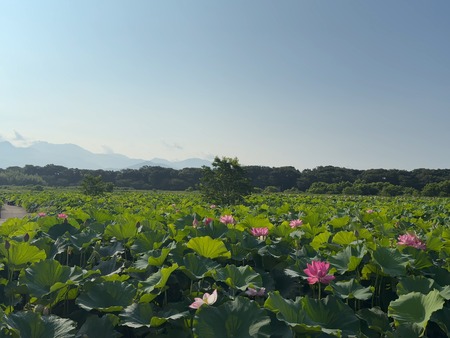 唐比ハス園IMG_8858