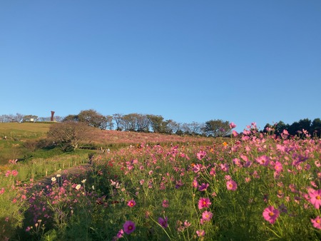 白木峰高原のコスモスIMG_8687 2