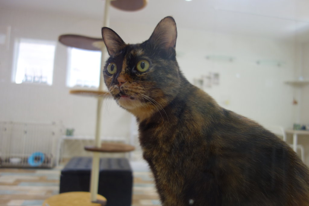 保護猫カフェにリニューアル マッターホルンsa かわたにゃんず 東彼杵郡川棚町 長崎 諫早市民 ふくちゃんの食う 寝る 遊ぶ日記 保護猫カフェにリニューアル マッターホルンsa かわたにゃんず 東彼杵郡川棚町 長崎 諫早市民 ふくちゃんの食う 寝る 遊ぶ日記