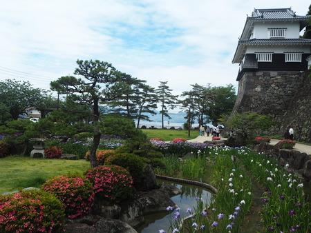 11-大村公園 花菖蒲PP5310101