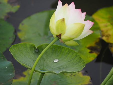 ����Կ���Į������ϥ��ࡡ����PP1010107
