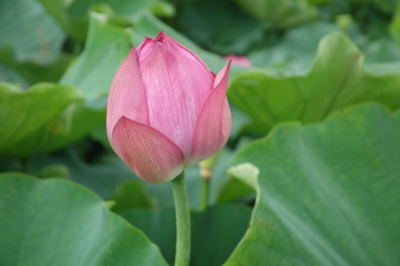 12-���������ϥ���DSC08824