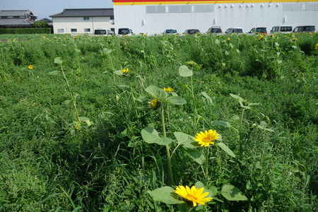7-大村市ひまわりDSC01256