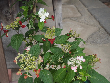 2024.06.02 長崎市 興福寺あじさいP6027469