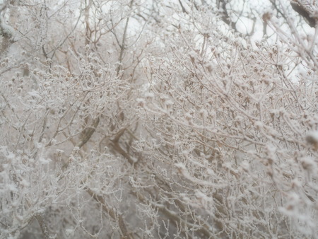 雲仙仁田峠の霧氷P1011524