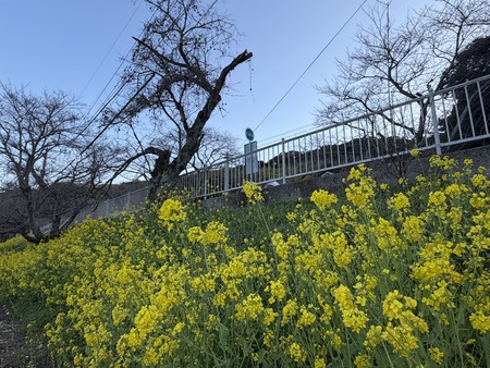 ¿�ɸ�Į����Х���κڤβ�IIMG_3062