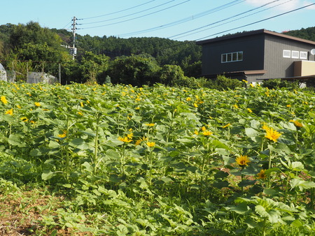 2024.10.11 諫早市 白木峰高原コスモスPA120525