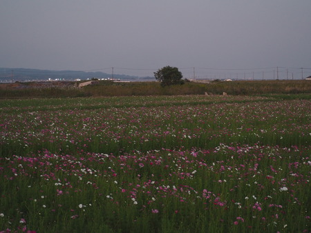 2022.10.15 ëÝÁá»Ô¹âÍè¡¡´³Î¦ÃÏ¥Õ¥é¥ï¡¼¥¾¡¼¥óPA151395