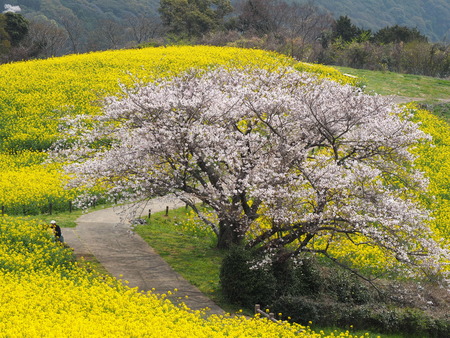 �������⸶�κڤβ�P3271626