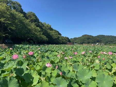 2025.07.25 諫早市 唐比ハス園IMG_8099