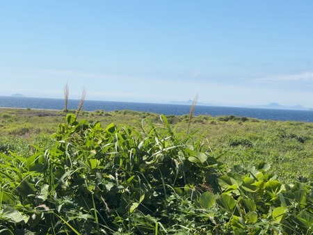 ���ץ���ʥ�ĥ�������������IMG_2263