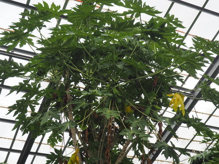 2024.07.02 大村市 長崎スコーコーヒーパークP1010767