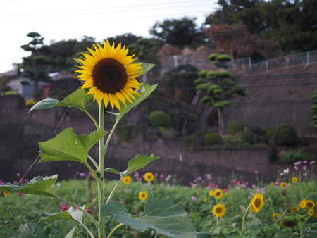 °æºê¥Õ¥ë¡¼¥Ä¥Ð¥¹Ä䥳¥¹¥â¥¹P1012040