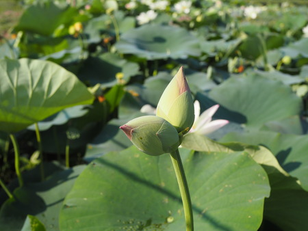 2025.07.22¡¡ëÝÁá»Ô¡¡ÅâÈæ¥Ï¥¹±à¡¡ÁÐÆ¬Ï¡¡P7230050