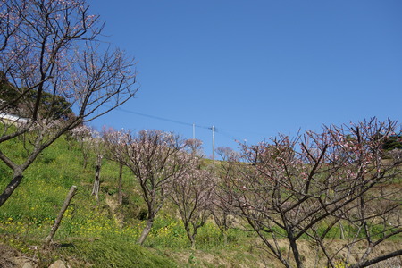 18-虎馬園DSC04898