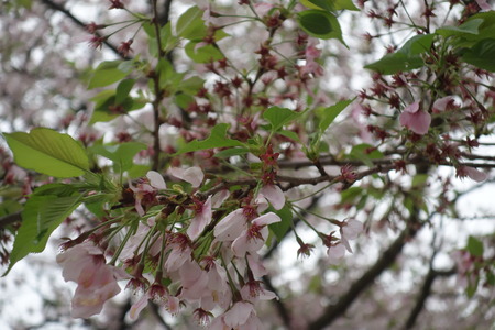 7−多良見町古川の桜並木DSC01976