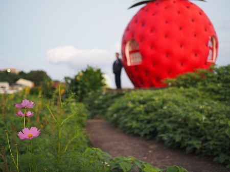 °æºê¥Õ¥ë¡¼¥Ä¥Ð¥¹Ä䥳¥¹¥â¥¹P1012045