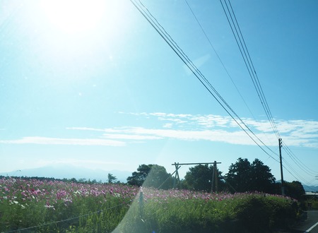 14-6-3-5-諫早市 白木峰高原コスモスPA150422