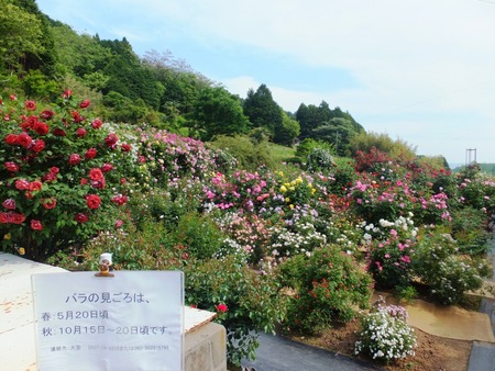 b-6DSCF2493