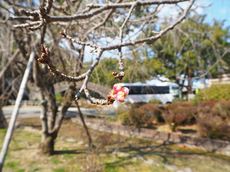 5−諫早公園P1272150