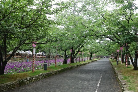 24-大村公園 花菖蒲DSC07640