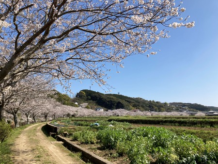 2023.03.28 諌早市平山町 東大川の桜並木IMG_5516