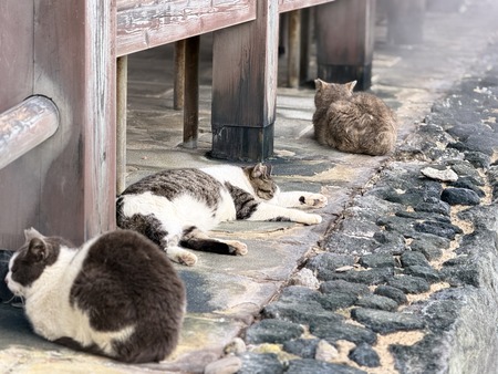 雲仙地獄 猫IMG_4386