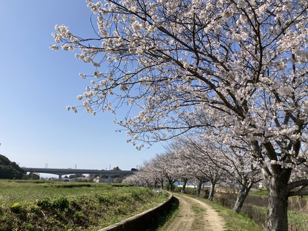 2023.03.28 諌早市平山町 東大川の桜並木IMG_5506