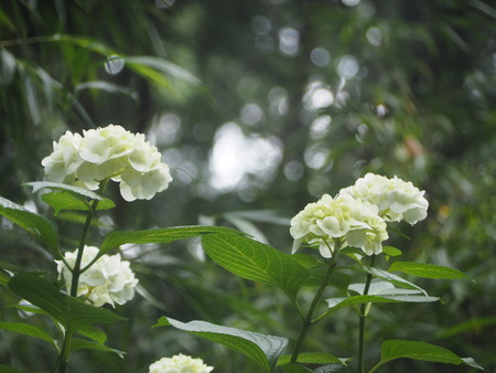 2023.06.10������Կ����޺�����P1019477