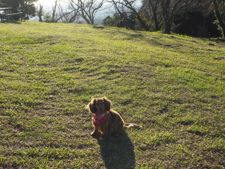 白木峰高原のコスモスPA121471