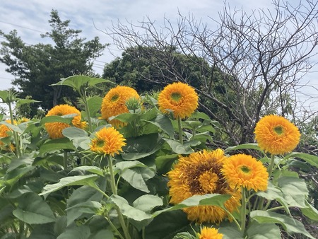 2023.06.26 大村市古賀島町 じゅ蘭前ひまわりIMG_2549