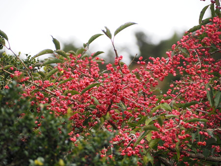 2022.11.04 ±ÀÀç¿ÎÅÄÆ½¡¡¹ÈÍÕPB033647