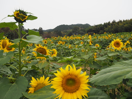 16-佐賀県みやき町 山田 ひまわり園PB033795