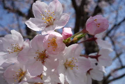 6-多良見町古川の桜DSC04085