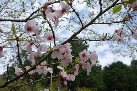 18-桜の森DSC06264