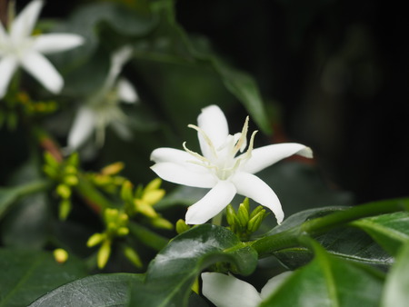 2024.07.02 大村市 長崎スコーコーヒーパークP1010710